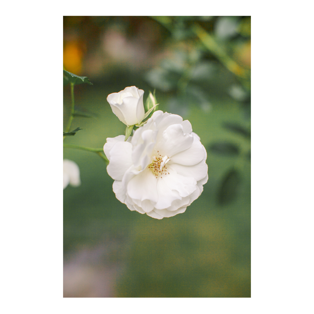 Eau de Rose Alba : bienfaits, utilisations et conseils pour une peau éclatante Image