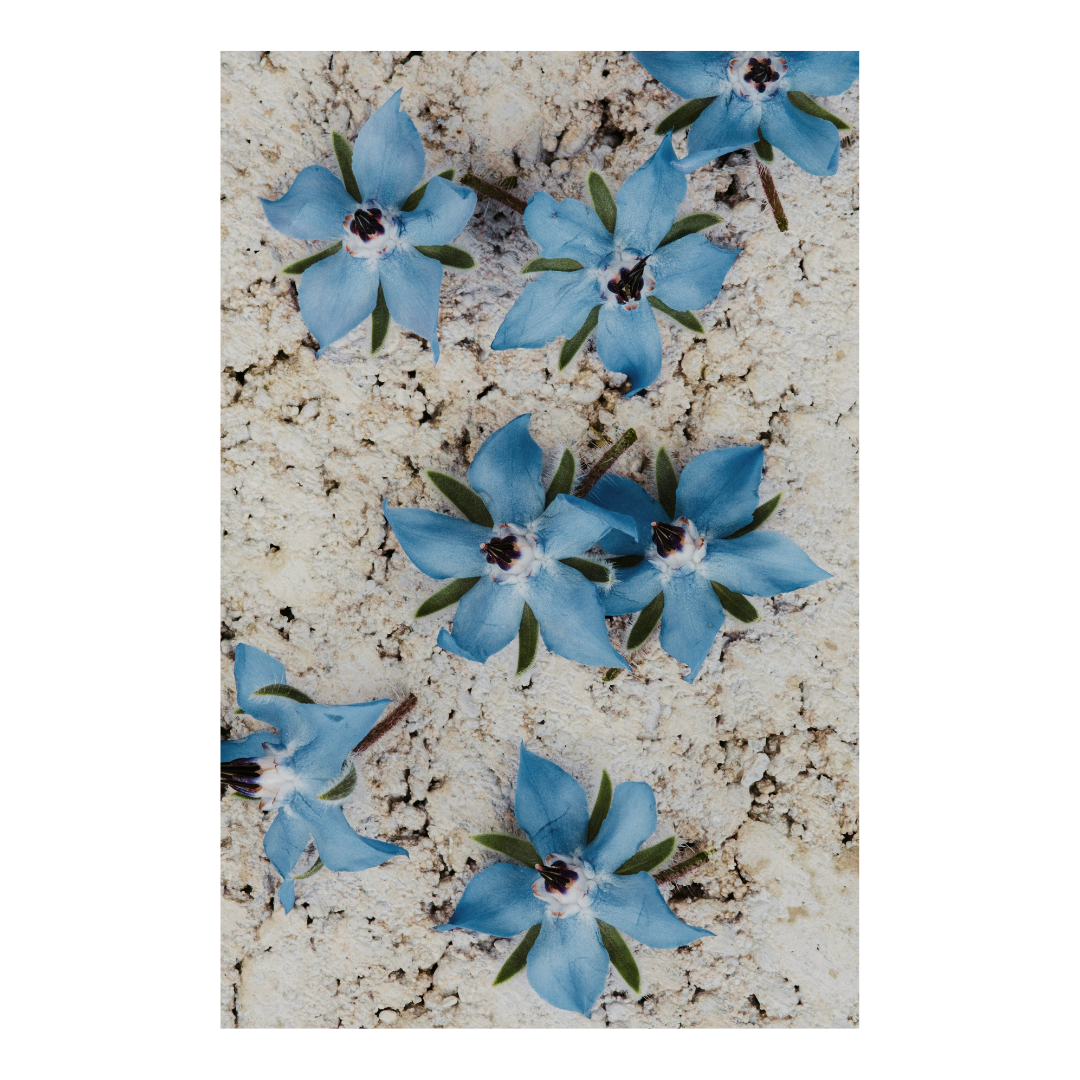 L'Huile de Bourrache Française : ses nombreux bienfaits pour la peau ! Image